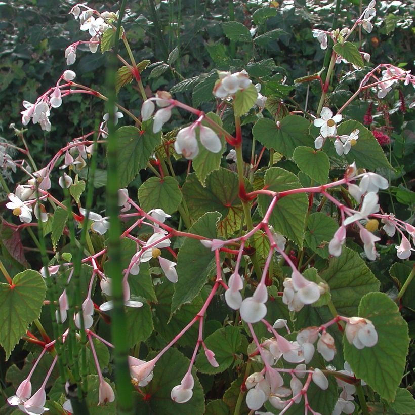 Begonia grandis subsp. evansiana var. alba - Scheefblad (Groeiplaats)