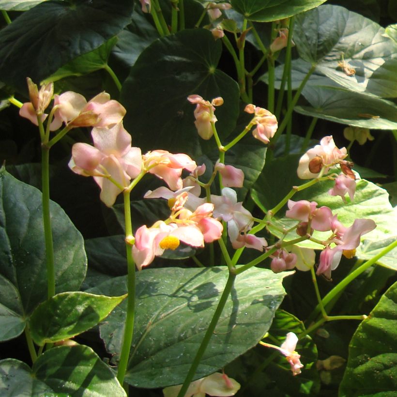 Begonia ravenii - Scheefblad (Bloei)