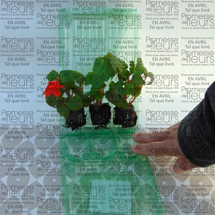 Voorbeeld van een exemplaar van Begonia Belleconia Hot Oranje - Hangbegonia Mini-mot Ø 3/4 cm zoals geleverd