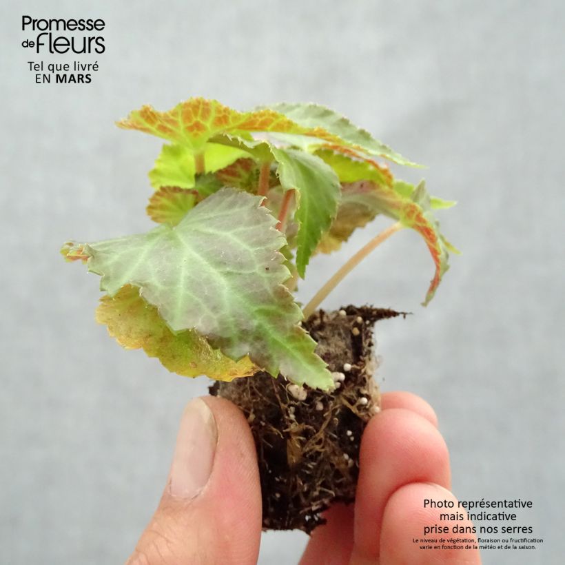 Exemplaar van Begonia Belleconia Mango - Hangbegonia Mini-mot Ø 3/4 cm zoals geleverd in de lente