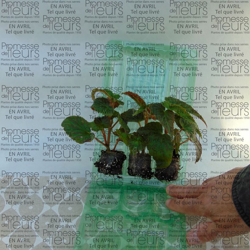 Voorbeeld van een exemplaar van Begonia Belleconia Soft Oranje - Hangbegonia Mini-mot Ø 3/4 cm zoals geleverd