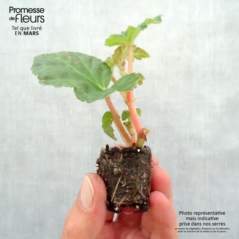 Exemplaar van Begonia Chardonnay - Hangbegonia Mini-mot Ø 3/4 cm zoals geleverd in de lente