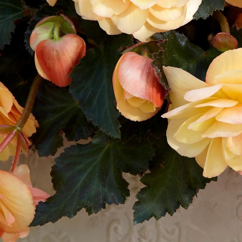 Begonia Fragrant Falls Peach in plantgoed - Andesbegonia (Blad)