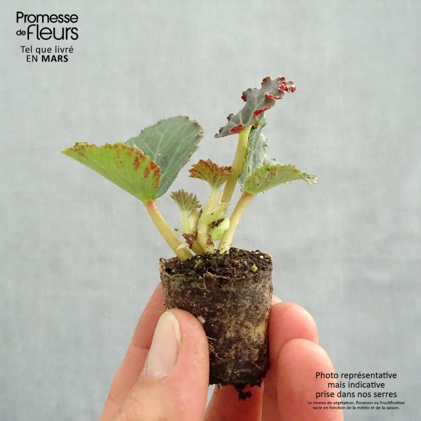 Exemplaar van Begonia Fragrant Falls Peach in plantgoed - Andesbegonia Mini-mot Ø 3/4 cm zoals geleverd in de lente