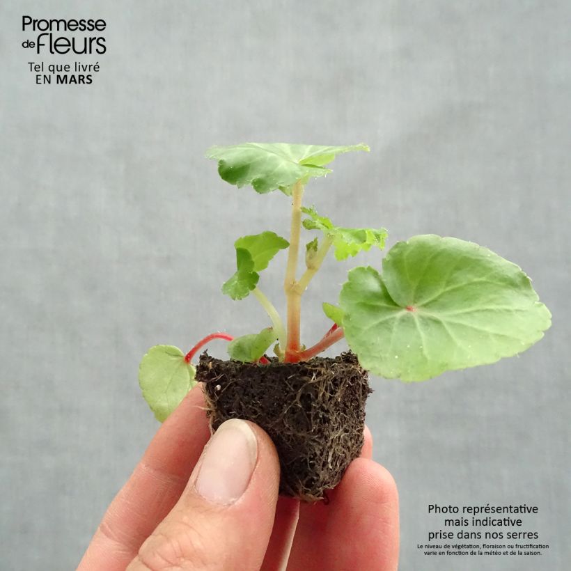 Exemplaar van Begonia pendula Illumination Ecarlate - Hangbegonia Mini-mot Ø 3/4 cm zoals geleverd in de lente