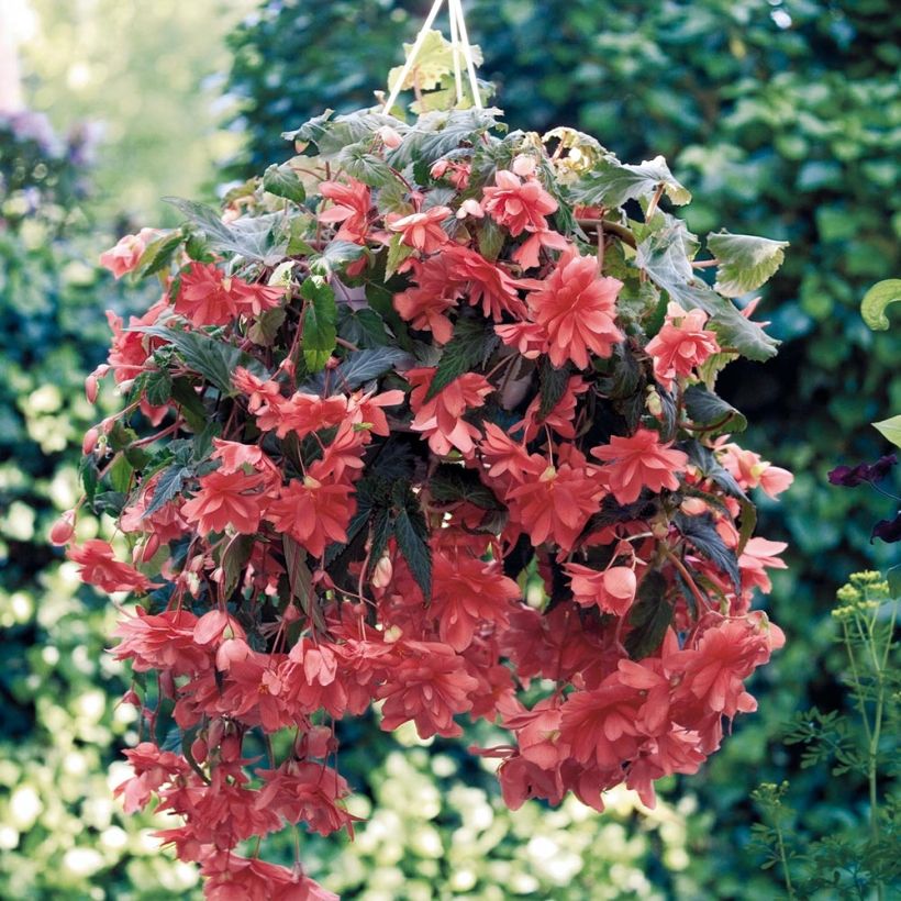 Begonia pendula Illumination Salmon in plantgoed - Hangbegonia (Groeiplaats)