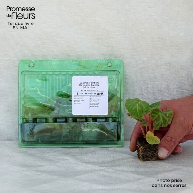 Exemplaar van Begonia pendula Illumination Salmon in plantgoed - Hangbegonia Mini-mot Ø 3/4 cm zoals geleverd in de lente