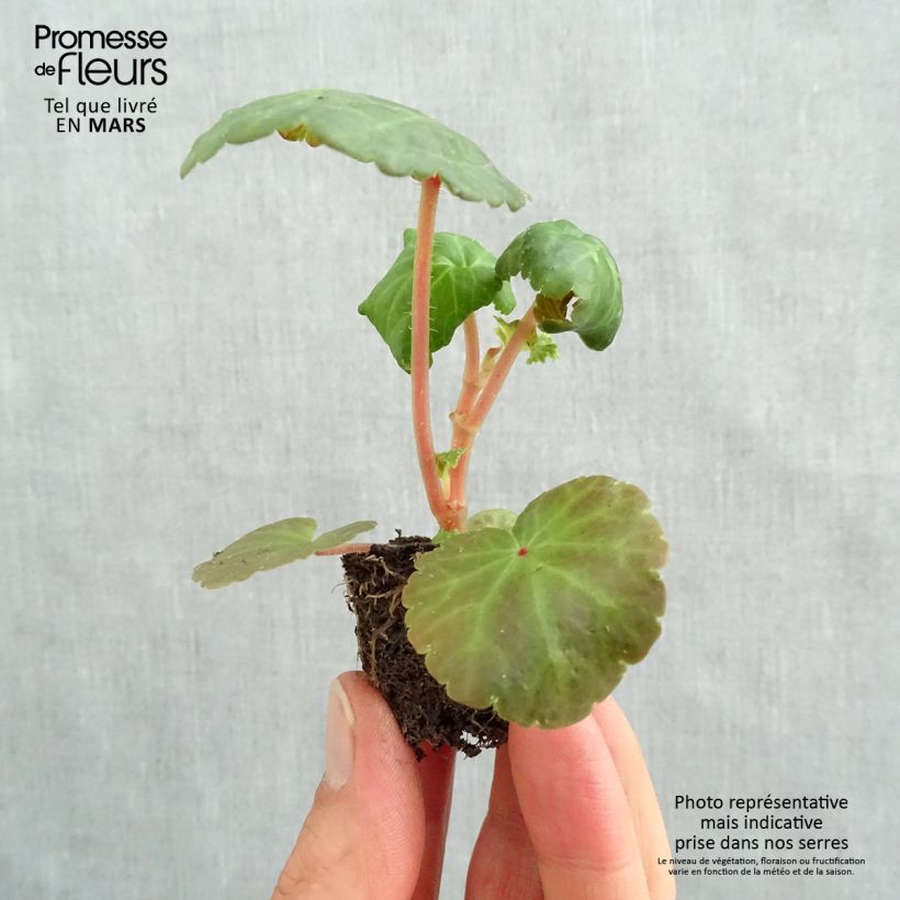 Example of Begonia pendula Illumination Tons Abricots - Hangbegonia Mini-mot Ø 3/4 cm as you get in printemps