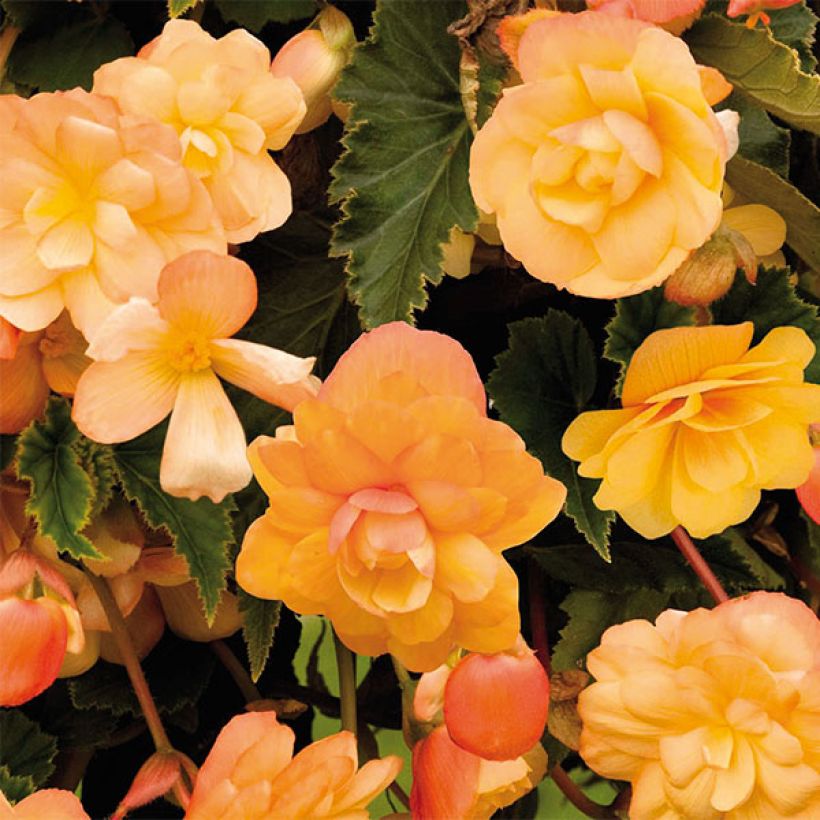 Begonia pendula Illumination Tons Abricots - Hangbegonia (Flowering)