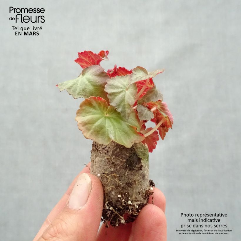 Exemplaar van Begonia Summerwings Dark Elegance - Hangbegonia Mini-mot Ø 3/4 cm zoals geleverd in de lente