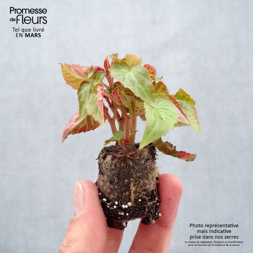 Exemplaar van Begonia Summerwings Pink Elegance - Hangbegonia Mini-mot Ø 3/4 cm zoals geleverd in de lente