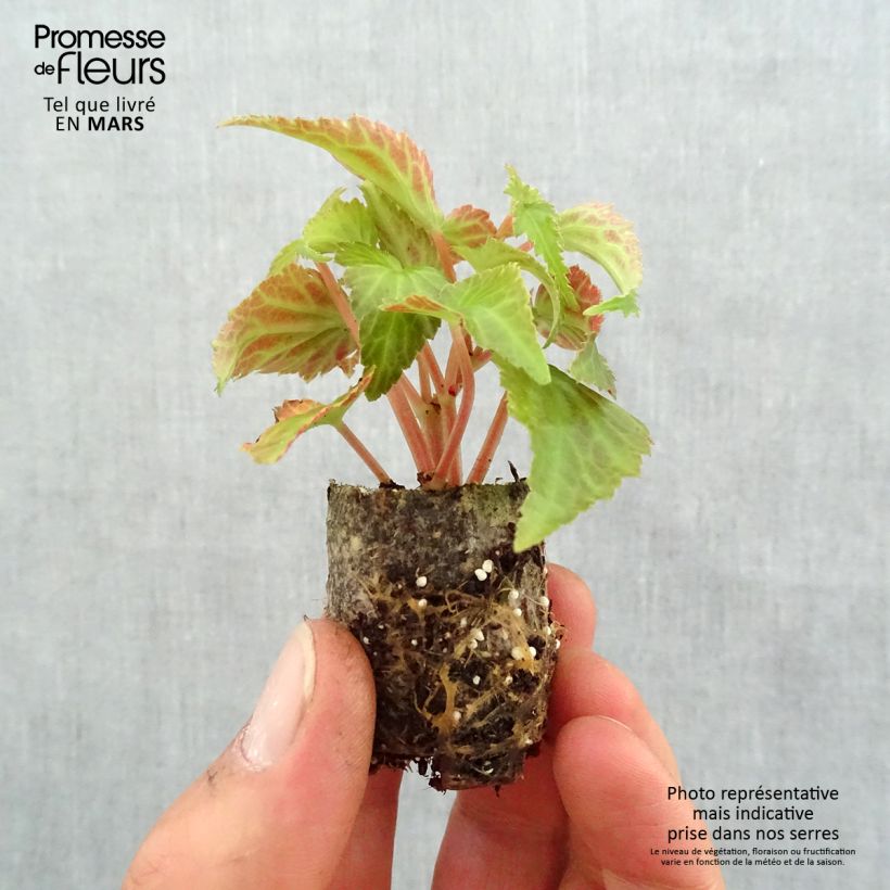 Exemplaar van Begonia Summerwings White Elegance - Hangbegonia Mini-mot Ø 3/4 cm zoals geleverd in de lente