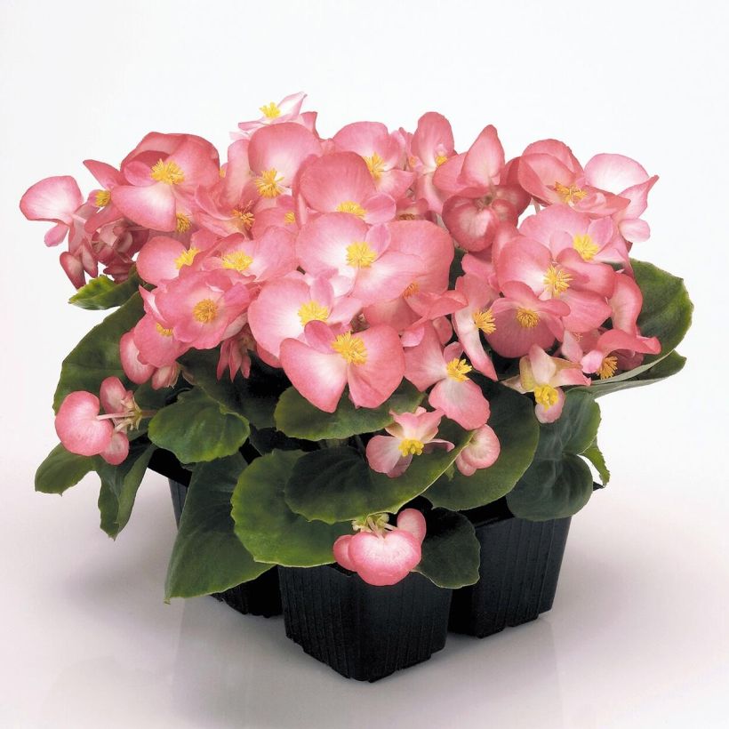 Begonia semperflorens Mascotte Bicolour Improved - Waterbegonia (Groeiplaats)