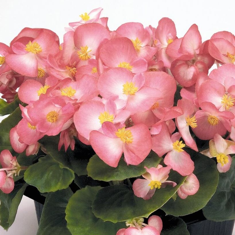 Begonia semperflorens Mascotte Bicolour Improved - Waterbegonia (Bloei)