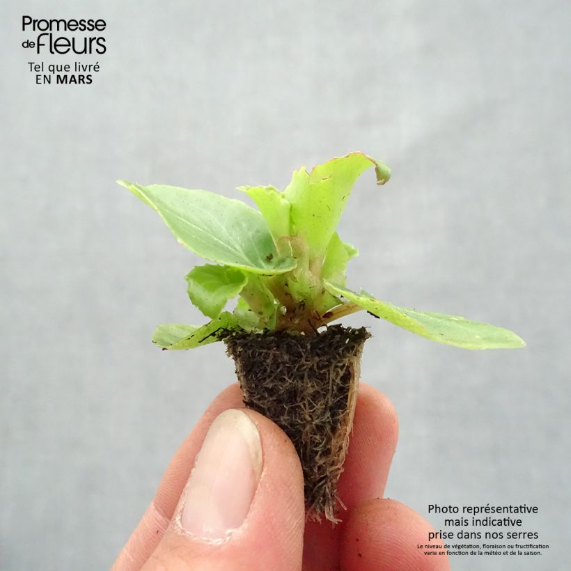 Exemplaar van Begonia semperflorens Organdy Mix - Waterbegonia Minimotte: kluitje van 2,2 cm x 2 cm in kweekplaat per 35 stuks zoals geleverd in de lente