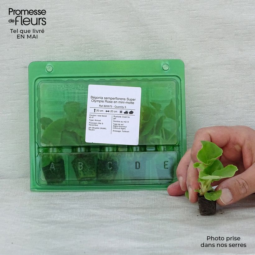 Exemplaar van Begonia semperflorens Super Olympia Roze - Waterbegonia Mini-mot Ø 1,5/2,5 cm zoals geleverd in de lente