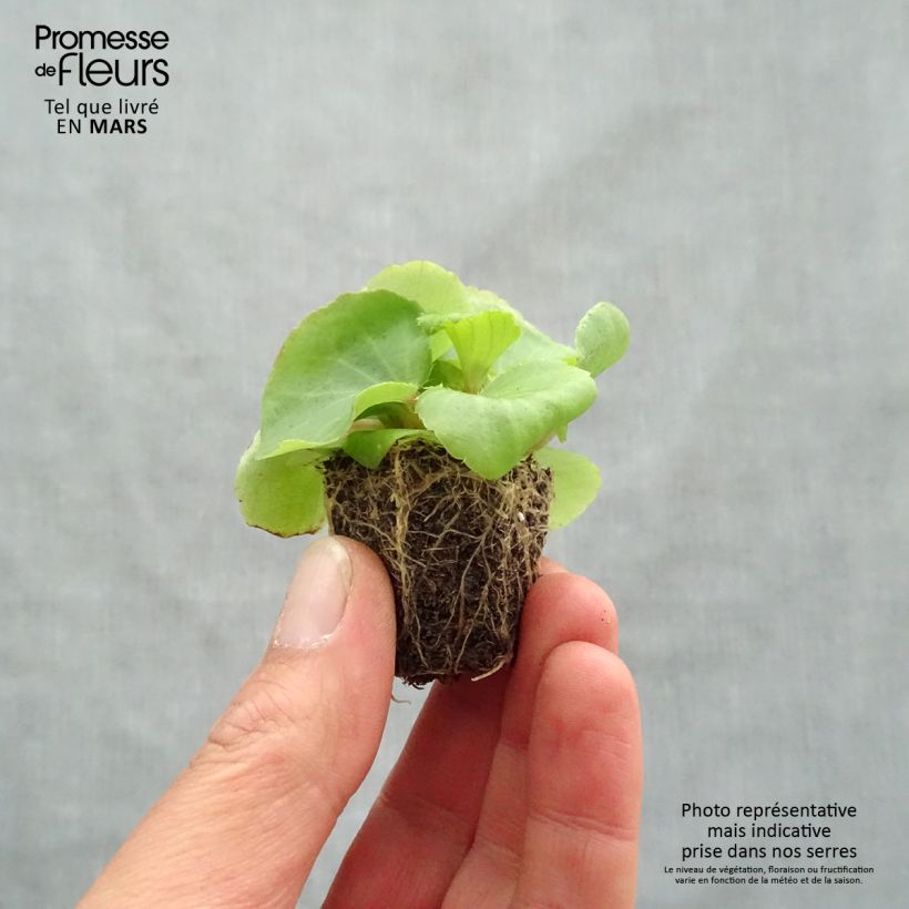 Exemplaar van Begonia semperflorens Super Olympia Roze - Waterbegonia Kluitplant: kluit 3,8 cm x 3,2 cm in een tray voor 16 planten zoals geleverd in de lente