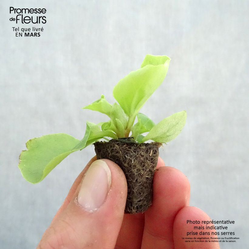 Exemplaar van Begonia semperflorens Super Olympia Wit - Waterbegonia Mini-mot Ø 3/4 cm zoals geleverd in de lente