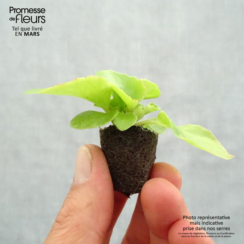 Exemplaar van Begonia semperflorens Super Olympia Rood - Waterbegonia Mini-mot Ø 1,5/2,5 cm zoals geleverd in de lente