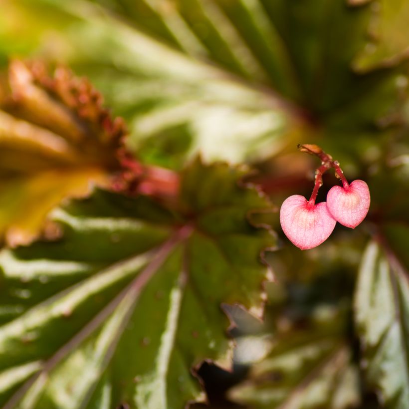 Begonia Wings serratipetala (Bloei)