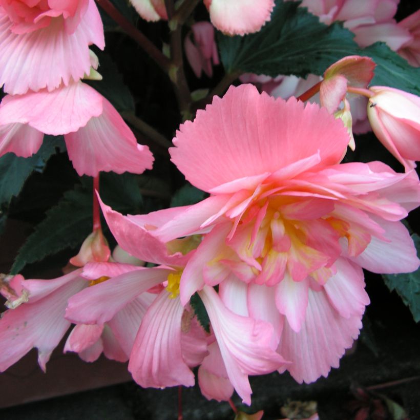Begonia tuberhybrida pendula Chanson Roze and Wit Bicolor (zaad) - Knolhangbegonia (Bloei)