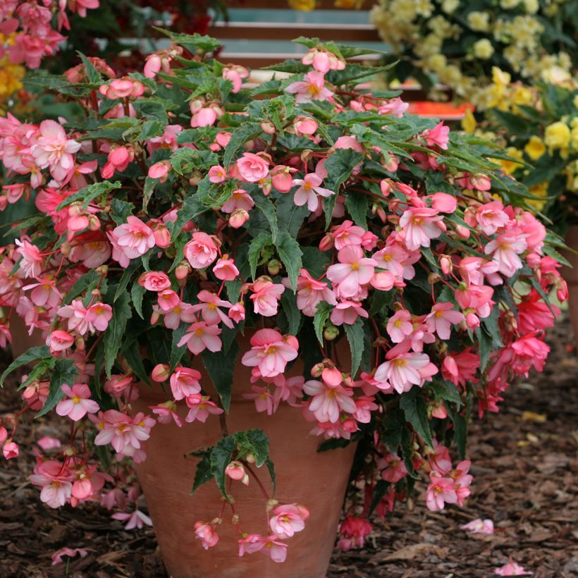 Begonia tuberhybrida pendula Chanson Roze and Wit Bicolor (zaad) - Knolhangbegonia (Groeiplaats)