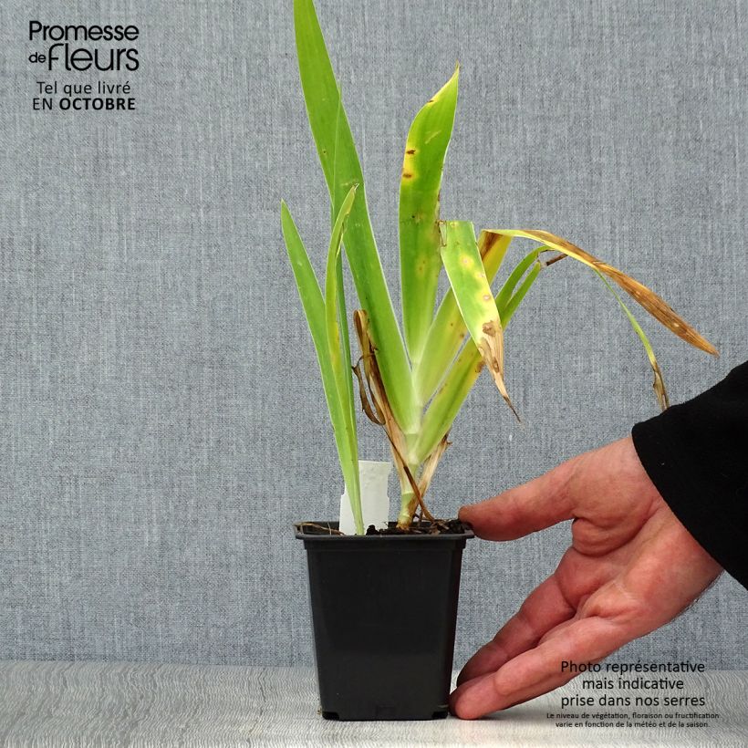 Exemplaar van Belamcanda chinensis Hello Yellow - Luipaardbloem Kweekpotje van 8/9 cm zoals geleverd in de herfst