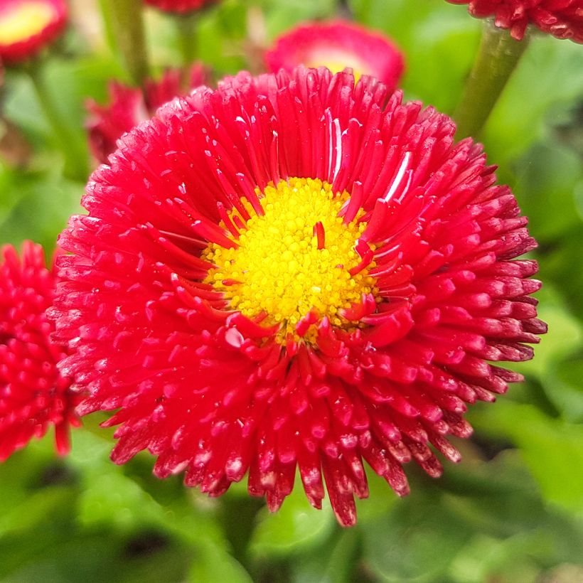 Madeliefje rood - Bellis perennis (Bloei)