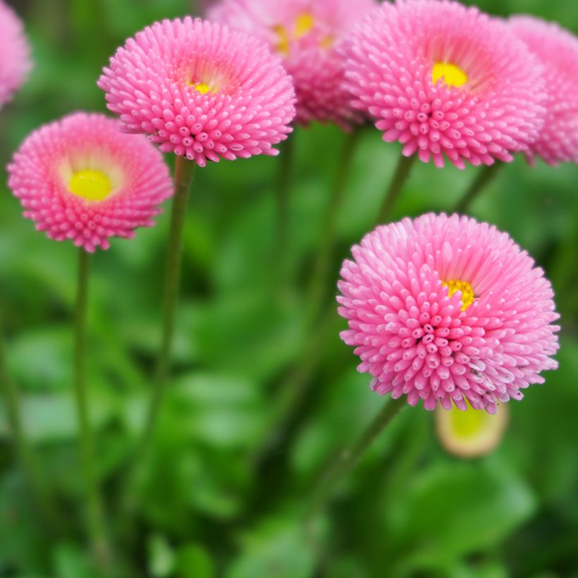 Madeliefje Bellastar Compact Pink - Bellis perennis (Bloei)