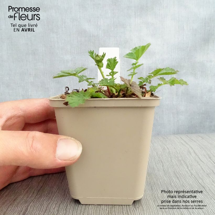 Exemplaar van Geum Dolly North - Nagelkruid Kweekpotje van 8/9 cm zoals geleverd in de lente