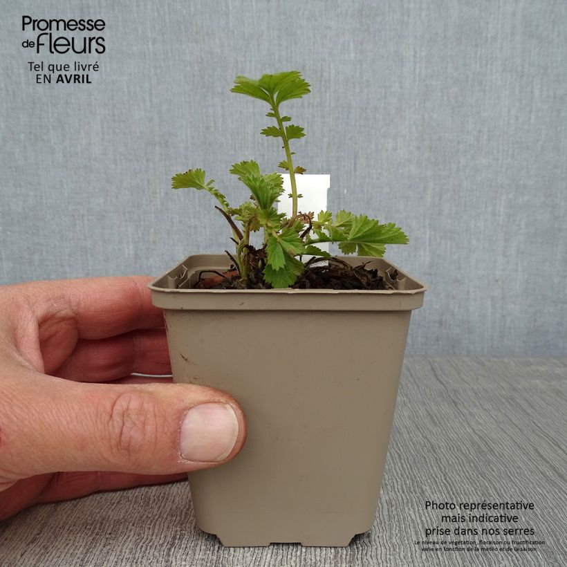 Exemplaar van Geum Fire Storm - Nagelkruid Kweekpotje van 8/9 cm zoals geleverd in de lente