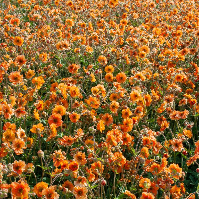 Geum Fire Storm - Nagelkruid (Groeiplaats)