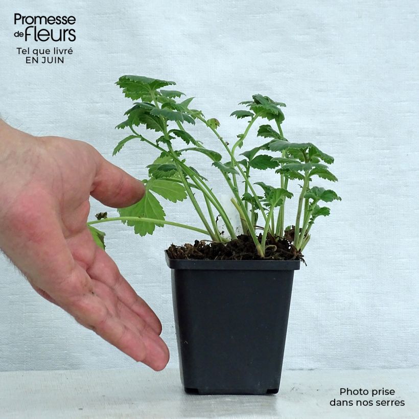Exemplaar van Geum rivale Album - Knikkend nagelkruid Kweekpotje van 8/9 cm zoals geleverd in de zomer