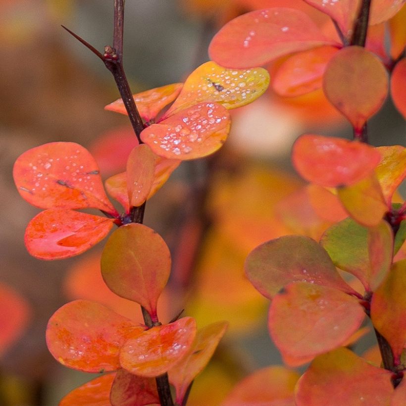 Berberis thunbergii Orange Ice - Japanse berberis (Blad)