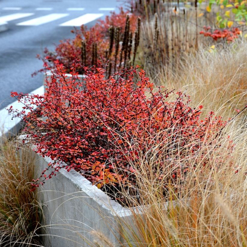 Berberis thunbergii Orange Ice - Japanse berberis (Groeiplaats)