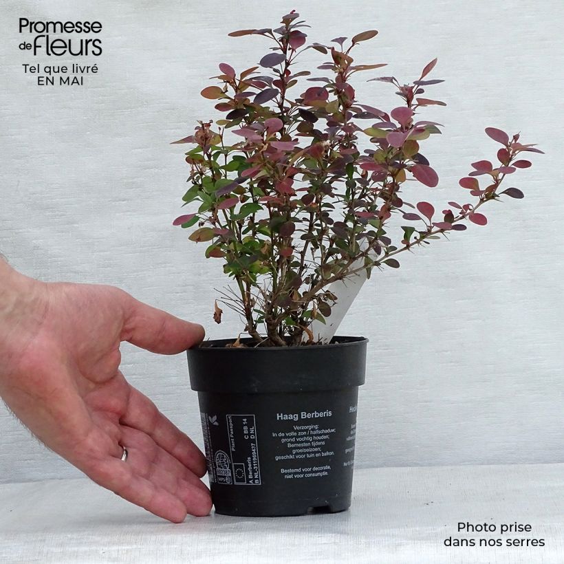 Exemplaar van Berberis thunbergii Atropurpurea - Japanse berberis Kweekpotje van 8/9 cm zoals geleverd in de lente