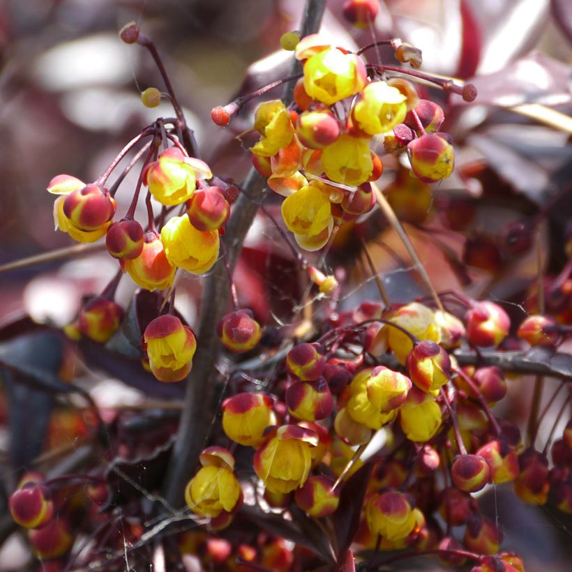 Berberis Thunderbolt - Japanse berberis (Bloei)