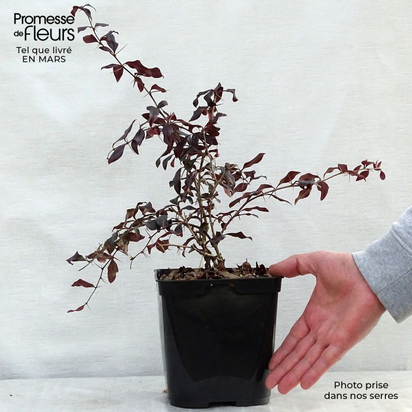 Exemplaar van Berberis Thunderbolt - Japanse berberis Pot van 2 l/3 l zoals geleverd in de lente