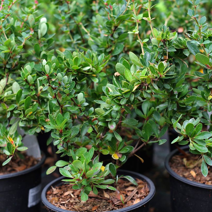 Berberis buxifolia Nana - Zuurbes (Groeiplaats)