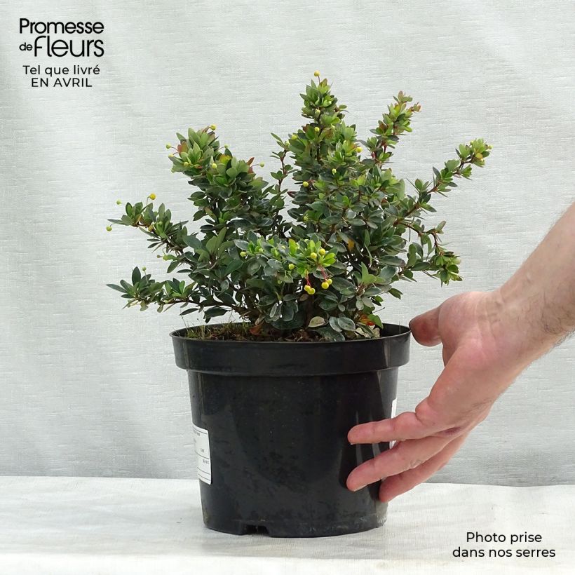 Example of Berberis buxifolia Nana - Zuurbes Pot van 3 l/4 l as you get in printemps