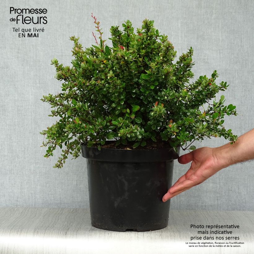 Example of Berberis buxifolia Nana - Zuurbes Pot van 7,5 l/10 l as you get in printemps