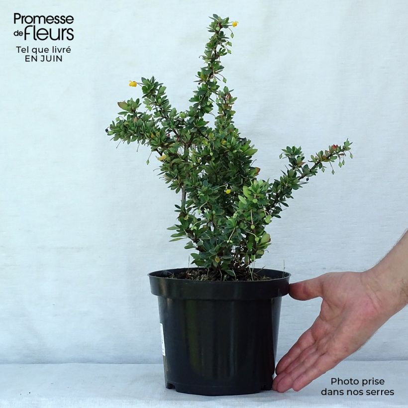 Exemplaar van Berberis buxifolia Nana - Zuurbes Pot van 3 l/4 l zoals geleverd in de zomer