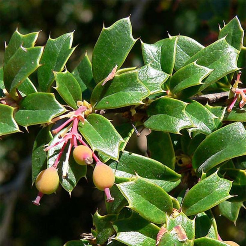 Berberis darwinii - Darwinszuurbes (Blad)