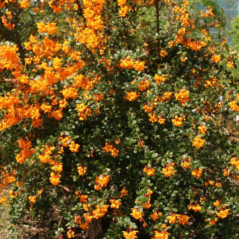 Berberis darwinii - Darwinszuurbes (Bloei)