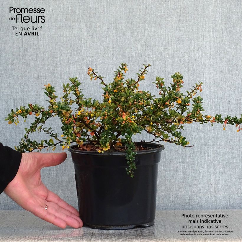 Exemplaar van Berberis darwinii Compacta - Darwinszuurbes Pot van 3 l/4 l zoals geleverd in de lente