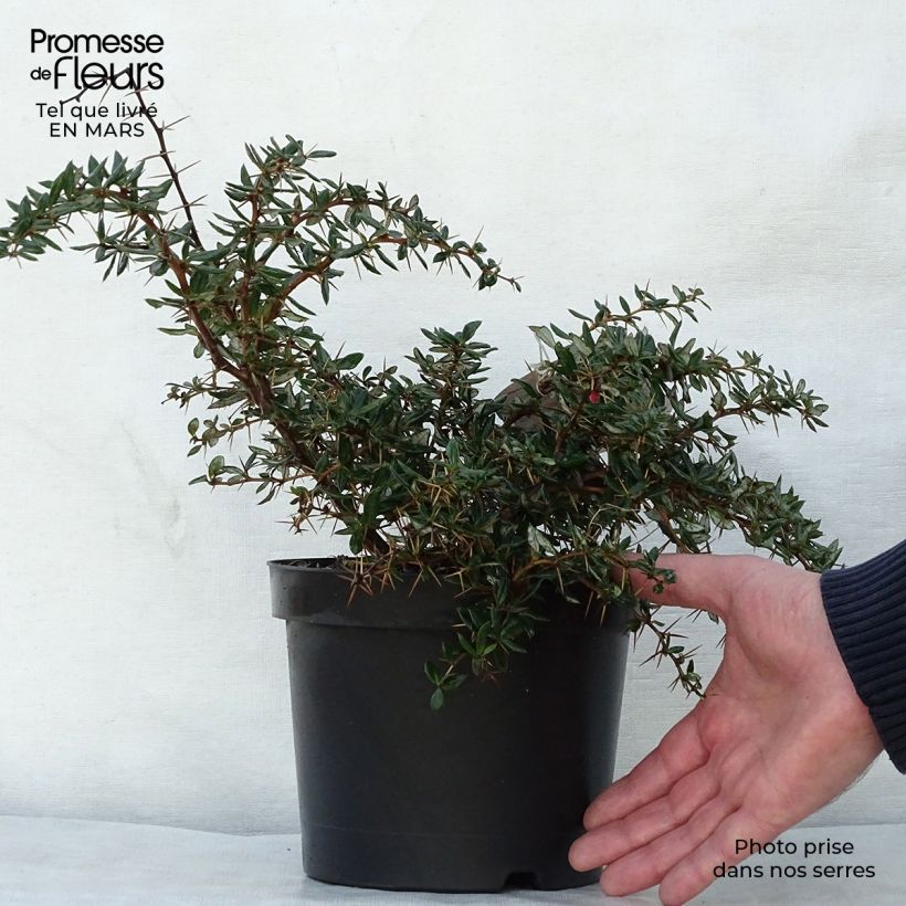 Exemplaar van Berberis gagnepainii Chenaultii - Zuurbes Pot van 2 l/3 l zoals geleverd in de lente