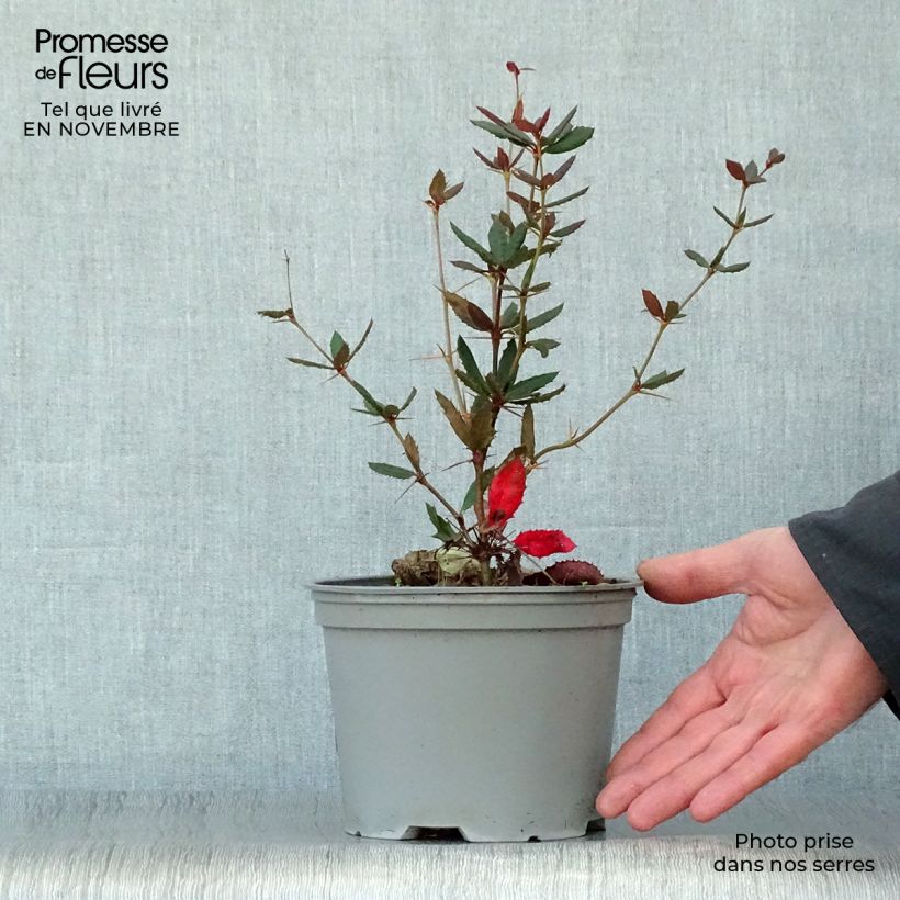 Exemplaar van Berberis julianae - Zuurbes Pot van 2 l/3 l zoals geleverd in de herfst