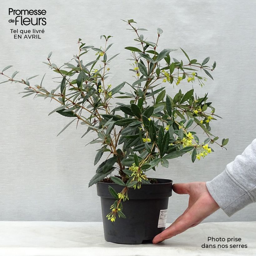 Exemplaar van Berberis julianae - Zuurbes Pot van 2 l/3 l zoals geleverd in de lente