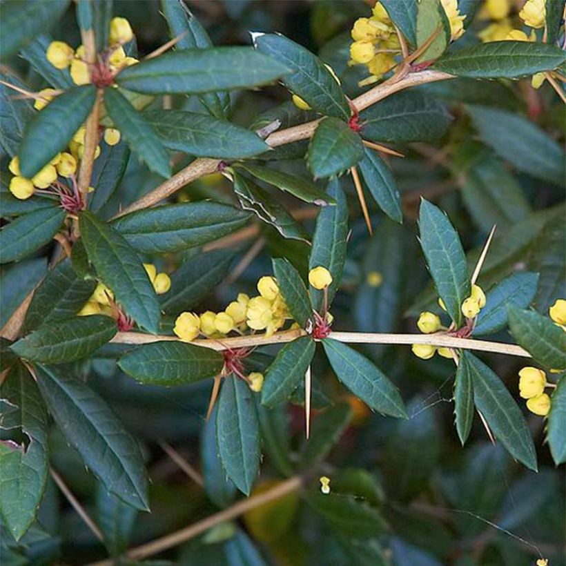 Berberis julianae - Zuurbes (Blad)