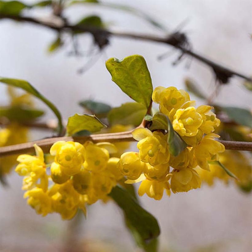 Berberis julianae - Zuurbes (Bloei)